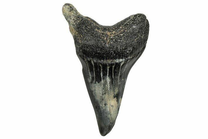 Fossil Broad-Toothed Mako Tooth - South Carolina #329111